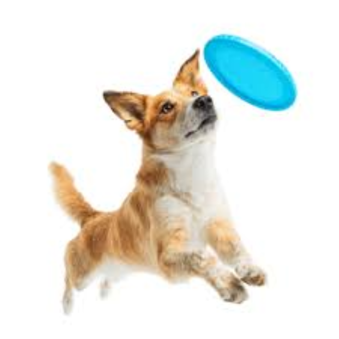 WP FRISBEES WITH DOG PRINT WP1019